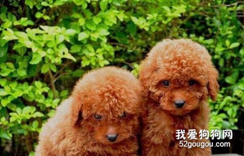 <strong>貴賓犬眼屎多怎么辦 實用的處理方法</strong>