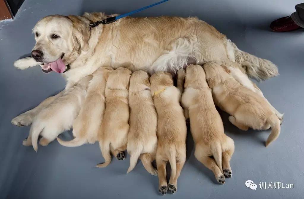 “完美”的家庭伴侶犬類，也許沒有你想的那么完美——金毛犬