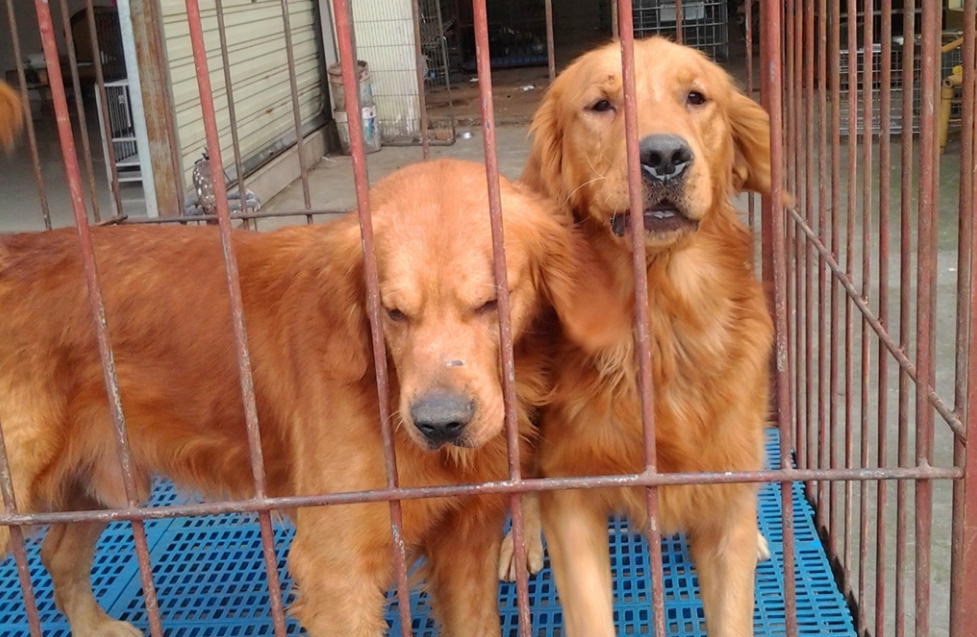 喂養(yǎng)幼犬金毛多少錢_金毛幼犬怎么喂養(yǎng)_喂養(yǎng)幼犬金毛注意事項(xiàng)