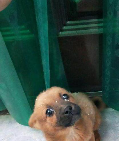 流浪狗徘徊在街上找吃的，身上黏了一身白點，逼得女孩強迫癥犯了