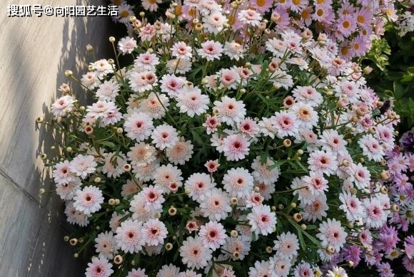 6種小型綠植，凈化“空氣”，適合客廳養(yǎng)護(hù)，一到春天呼呼長(zhǎng)