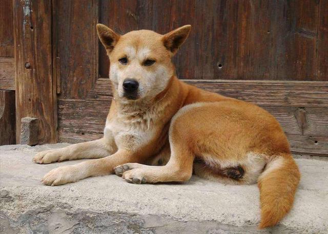 中華田園犬明明很優(yōu)秀，為什么越來越多的人，瞧不起土狗？