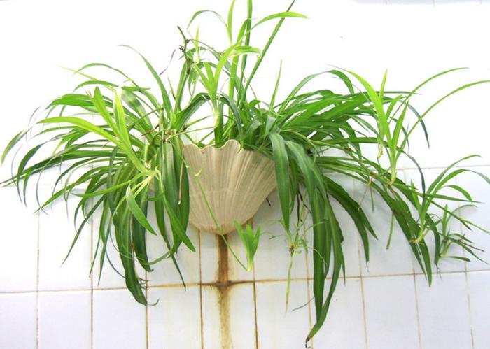 適合家養(yǎng)的這幾種綠色植物，既美觀又可凈化空氣，建議收藏哦！