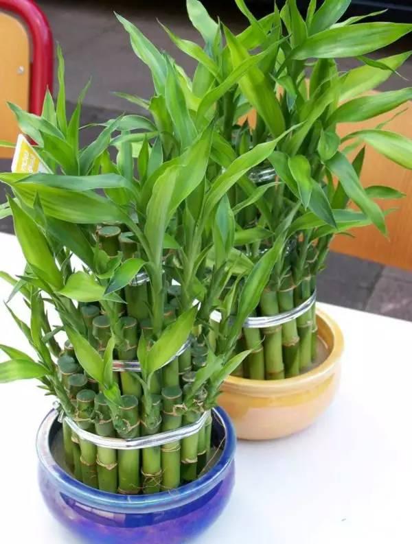 19種簡(jiǎn)單易養(yǎng)的室內(nèi)植物，生長(zhǎng)很是輕松