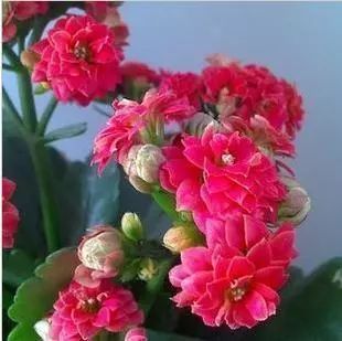 12種在零下依然凍不死又容易開花的植物，給冬天增彩！