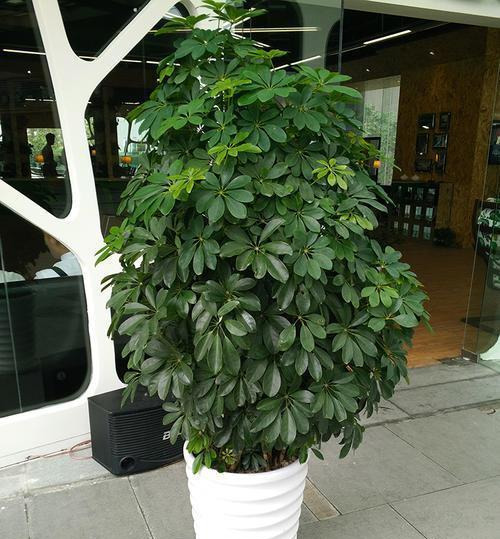 養(yǎng)這4盆花，在家吸煙也不怕，二手煙吸光光，空氣清新，一家健康