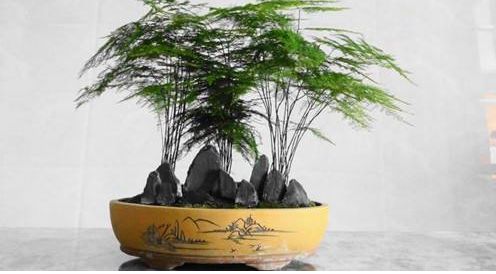 這兩種綠植簡(jiǎn)單好養(yǎng)又能旺運(yùn)！家居好伙伴！