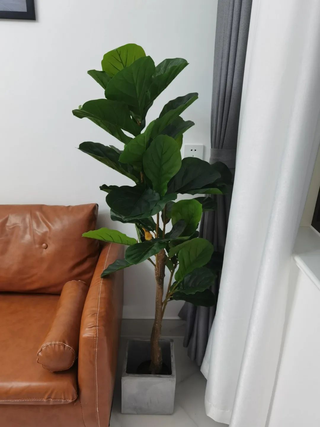 哪些可以提升空間質(zhì)感的綠植？這10種綠植擺在家里，空間很有氣質(zhì)