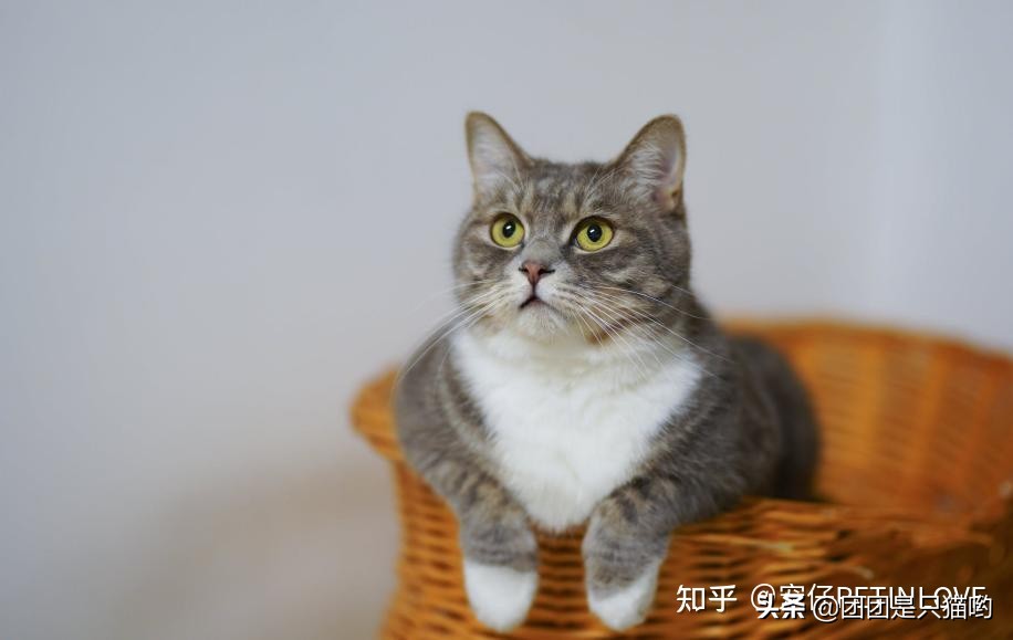貓咪體內(nèi)外驅(qū)蟲多久一次，為什么？